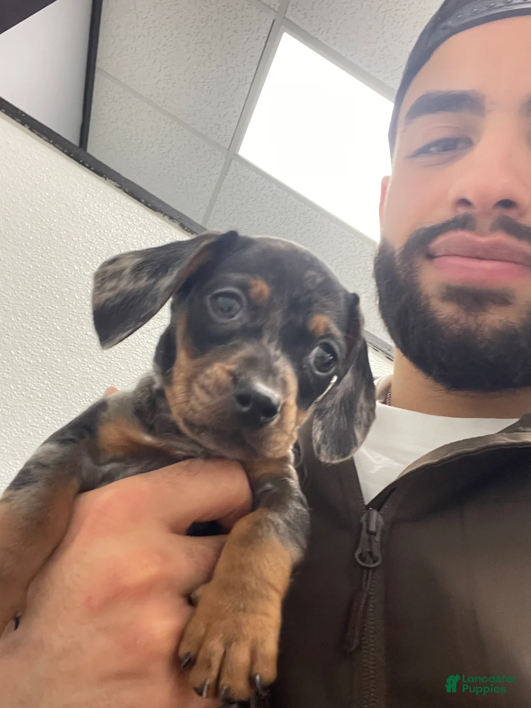 Miniature Dachshund dogs for sale: Miniature Dachshund Puppy 1 - Ad 1