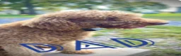 Standard Poodle dogs for sale: Maverick - Ad 1
