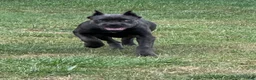 Cane Corso dogs for sale: Destiny - Ad 3