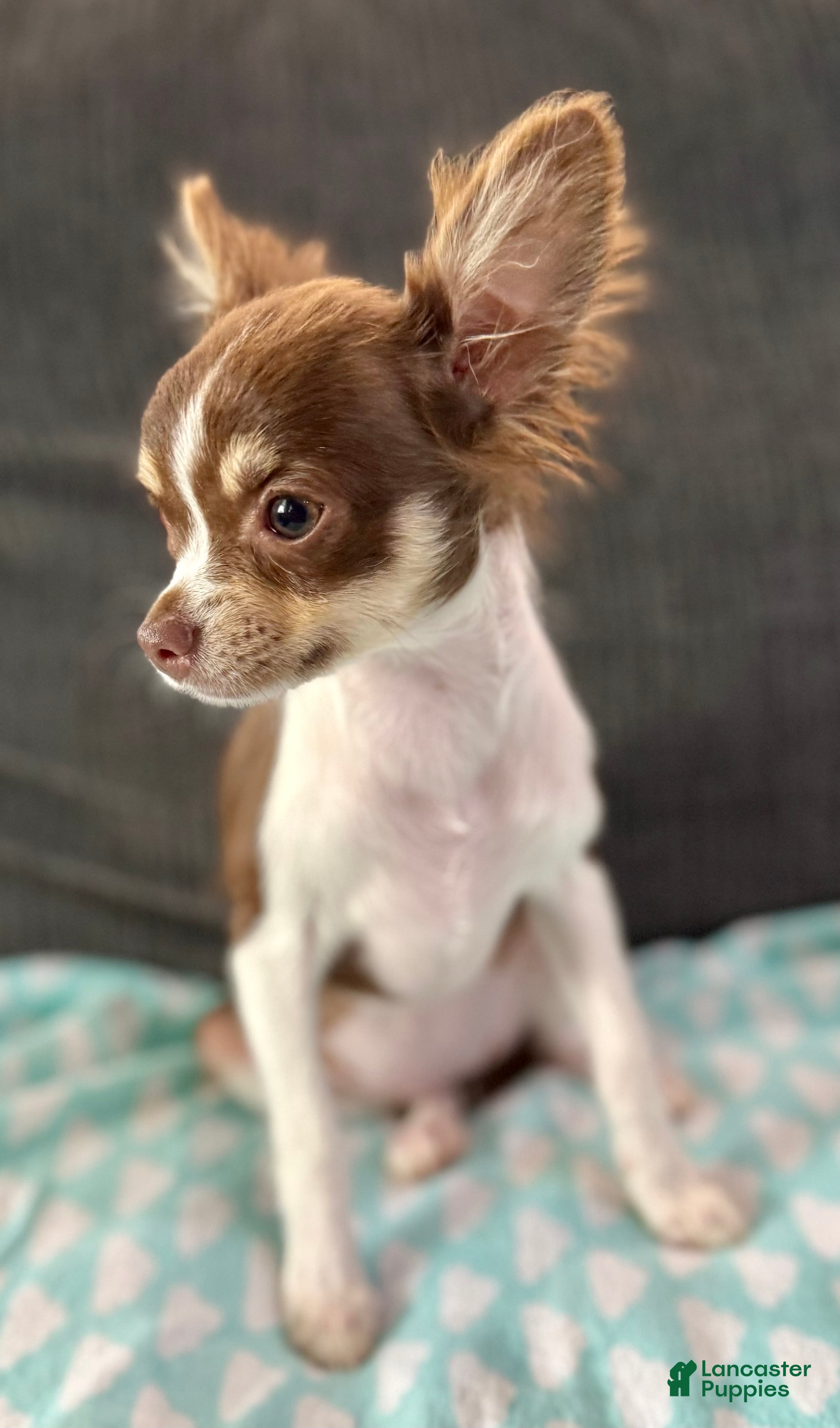 Chihuahua dogs Maple  - Ad 1