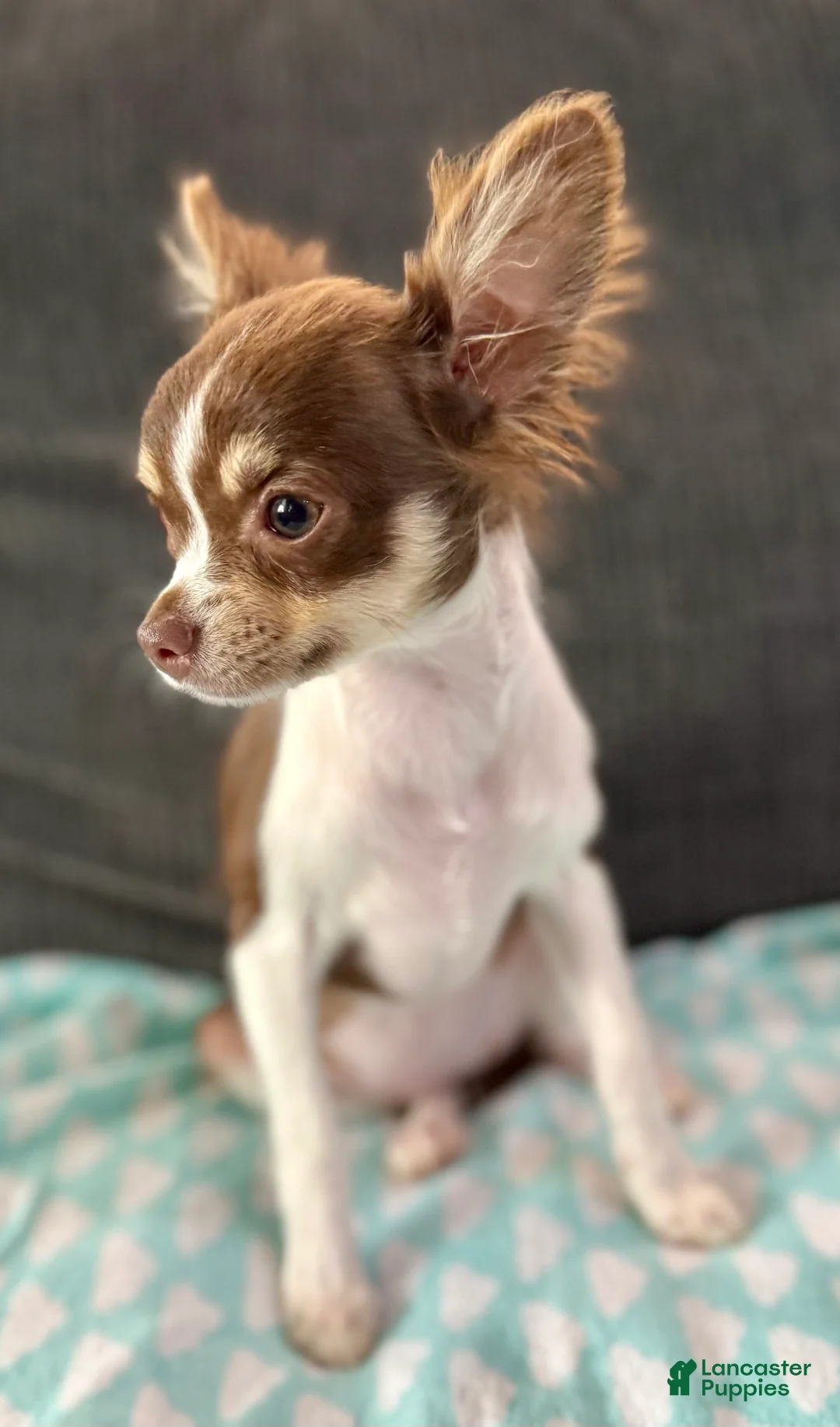Chihuahua dogs for sale: Maple  - Ad 1