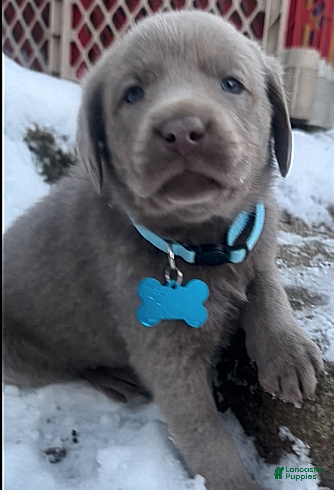 Labrador Retriever dogs for sale: Labrador Retriever Puppy 1 - Ad 4