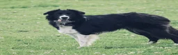 Mixed Breed dogs for sale: Oakley - Ad 2