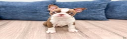 Boston Terrier dogs for sale: Banjo - Ad 8