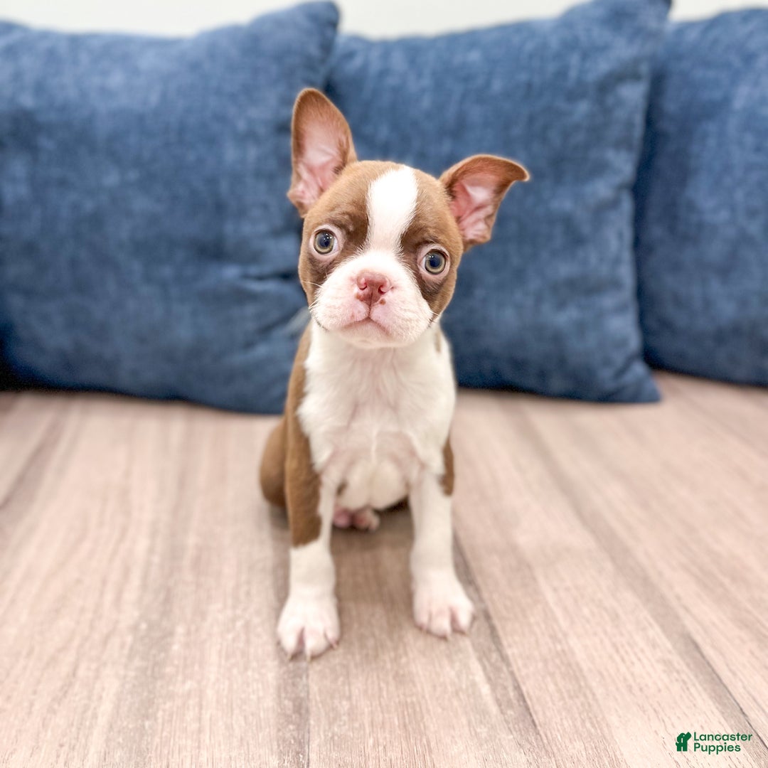 Boston Terrier dogs for sale: Banjo - Ad 8