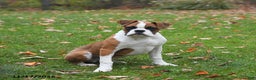 Boxer dogs for sale: Bambi - Ad 3