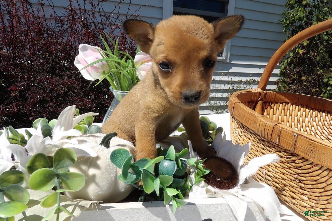 Gallery Image {{count}}