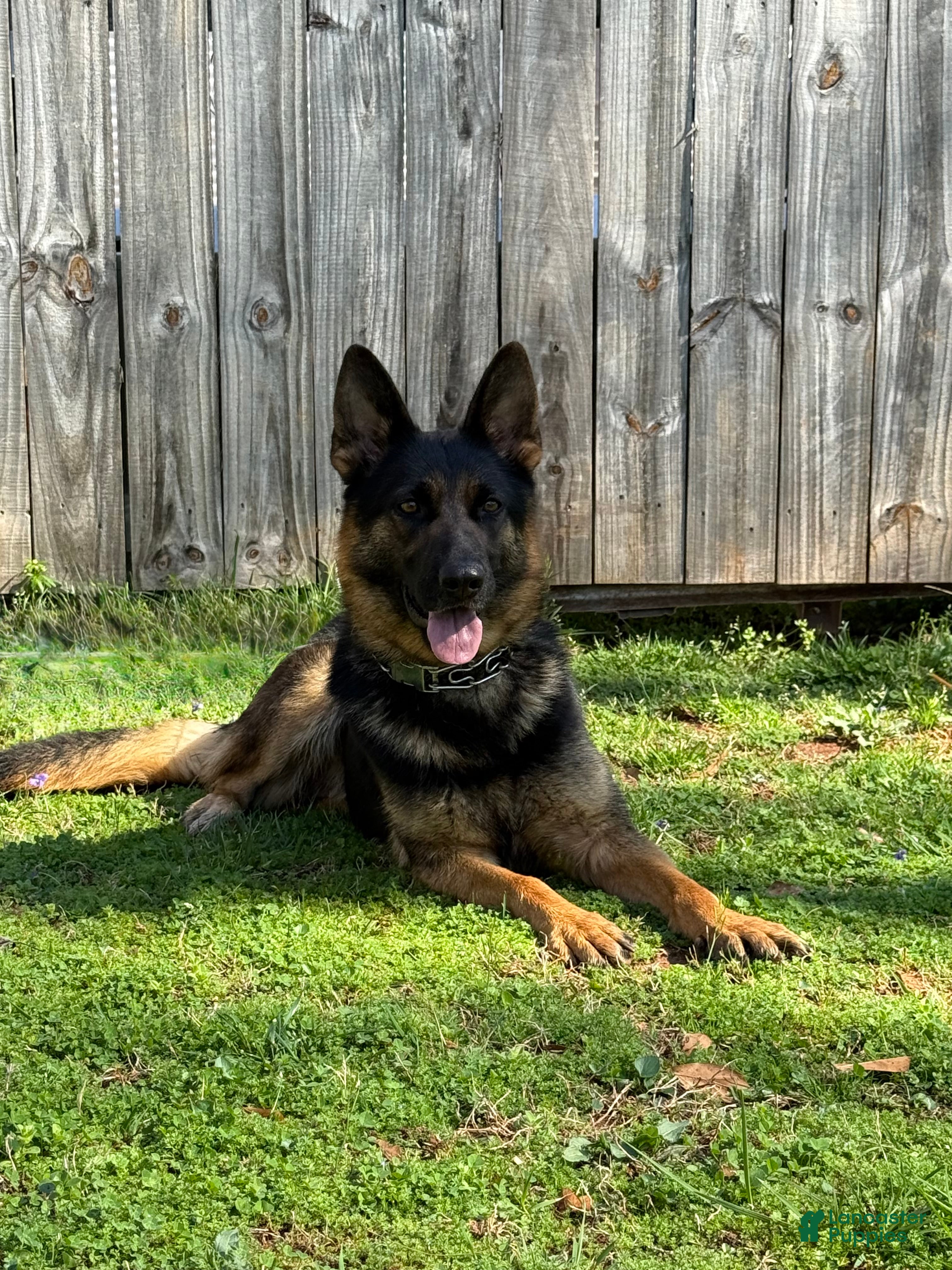 German Shepherd dogs German Shepherd Puppy 1 - Ad 22