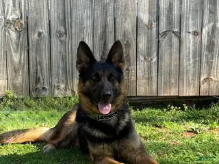 German Shepherd dogs German Shepherd Puppy 1 - Ad 42