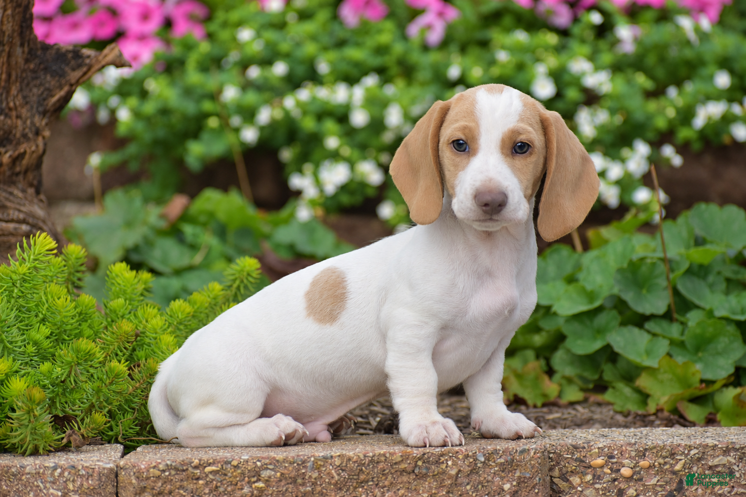 Dachshund dogs Matt - Ad 1