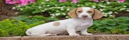 Dachshund dogs for sale: Matt - Ad 1
