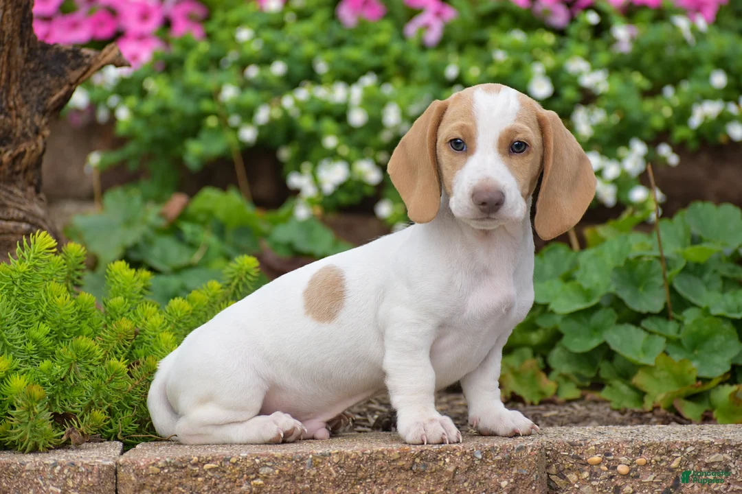Dachshund dogs for sale: Matt - Ad 1