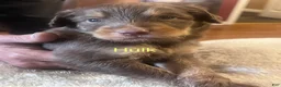 Aussiedoodle dogs for sale: Aussiedoodle 1 - Ad 7
