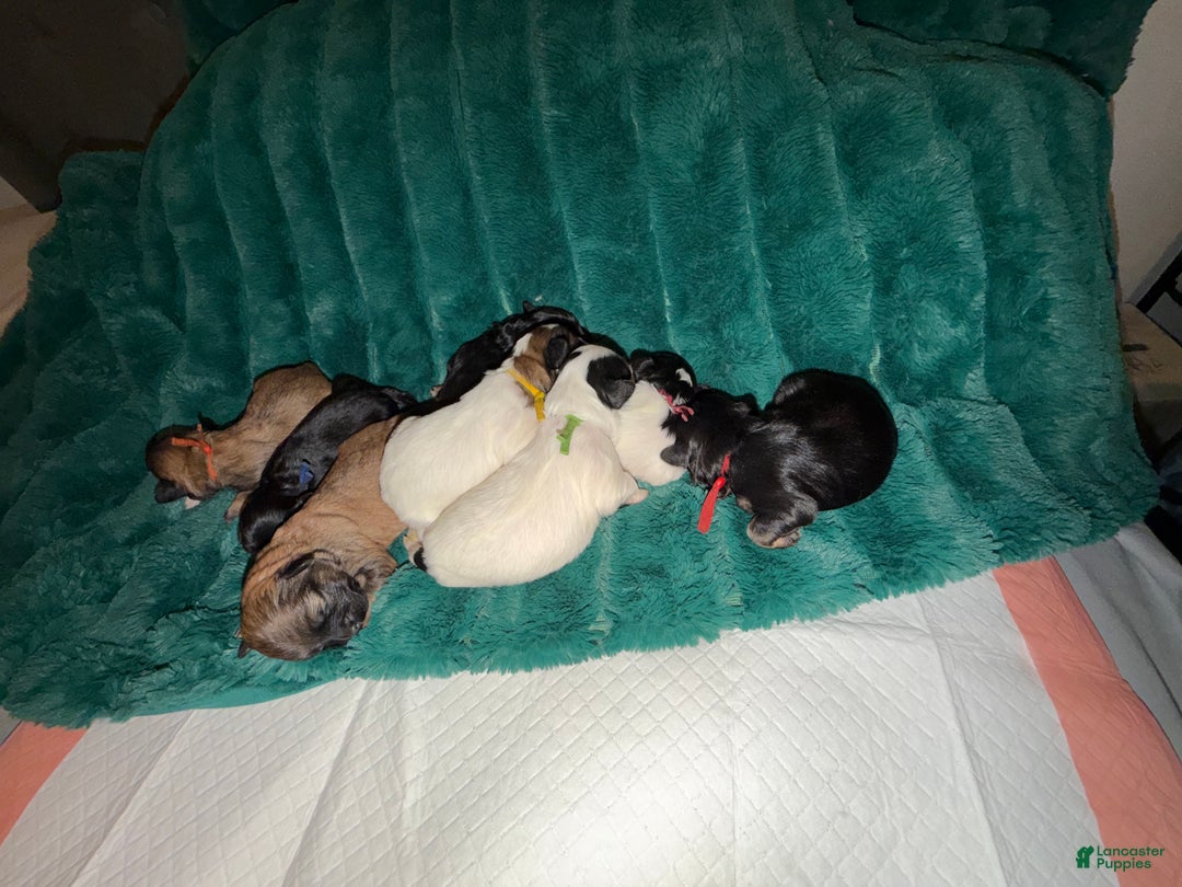Mixed Breed dogs for sale: Mixed Breed Puppy 1 - Ad 1