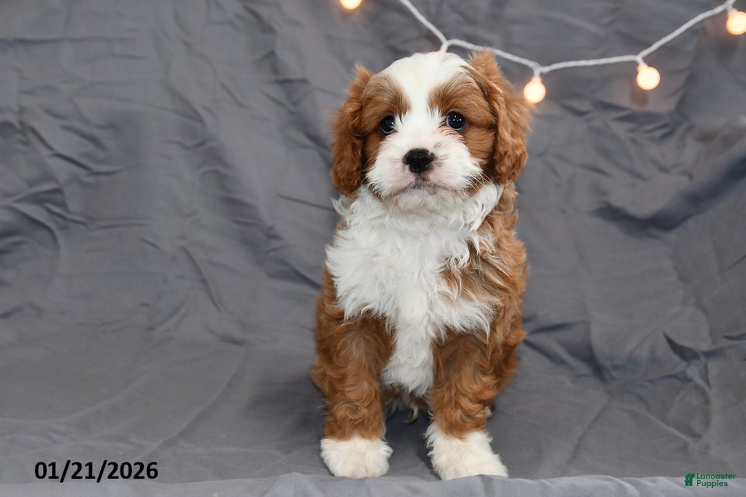 Cavapoo dogs for sale: Milo - Ad 3