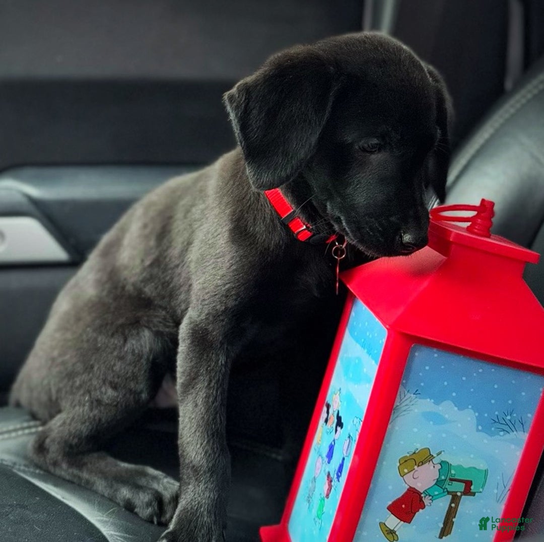 Labrador Retriever dogs for sale: Labrador Retriever Puppy 1 - Ad 2