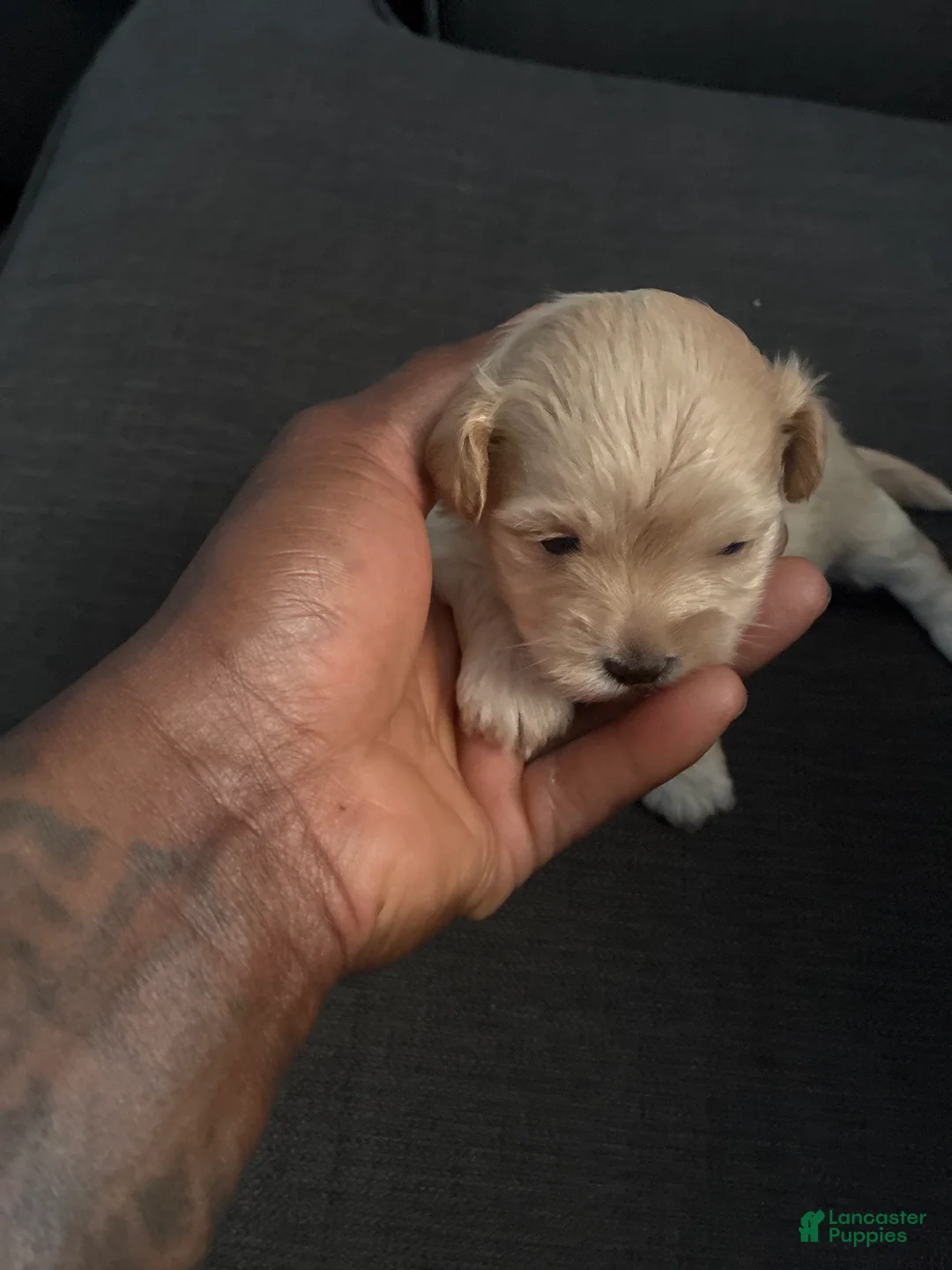 Maltipoo dogs for sale: Maltipoo Puppy 3 - Ad 1