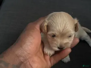 Maltipoo dogs Maltipoo Puppy 3 - Ad 10