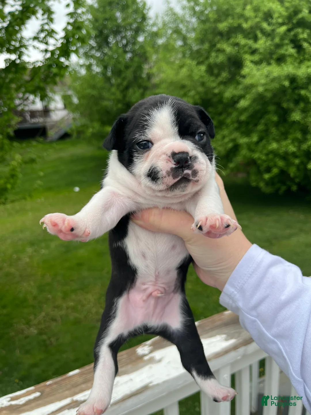 Frenchton dogs for sale: Frenchton Puppy 1 - Ad 2