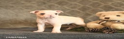 Boston Terrier dogs for sale: Sugar - Ad 4