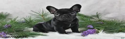 Frenchton dogs for sale: Marshal - Ad 5
