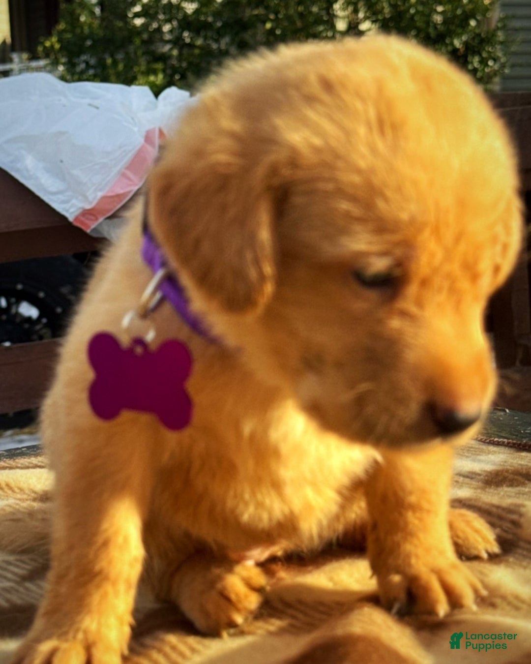 Labrador Retriever dogs for sale: Labrador Retriever Puppy 1 - Ad 4
