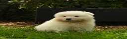 Samoyed dogs for sale: Koladic - Ad 4