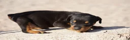 Rottweiler dogs for sale: Rott M3 - Ad 4