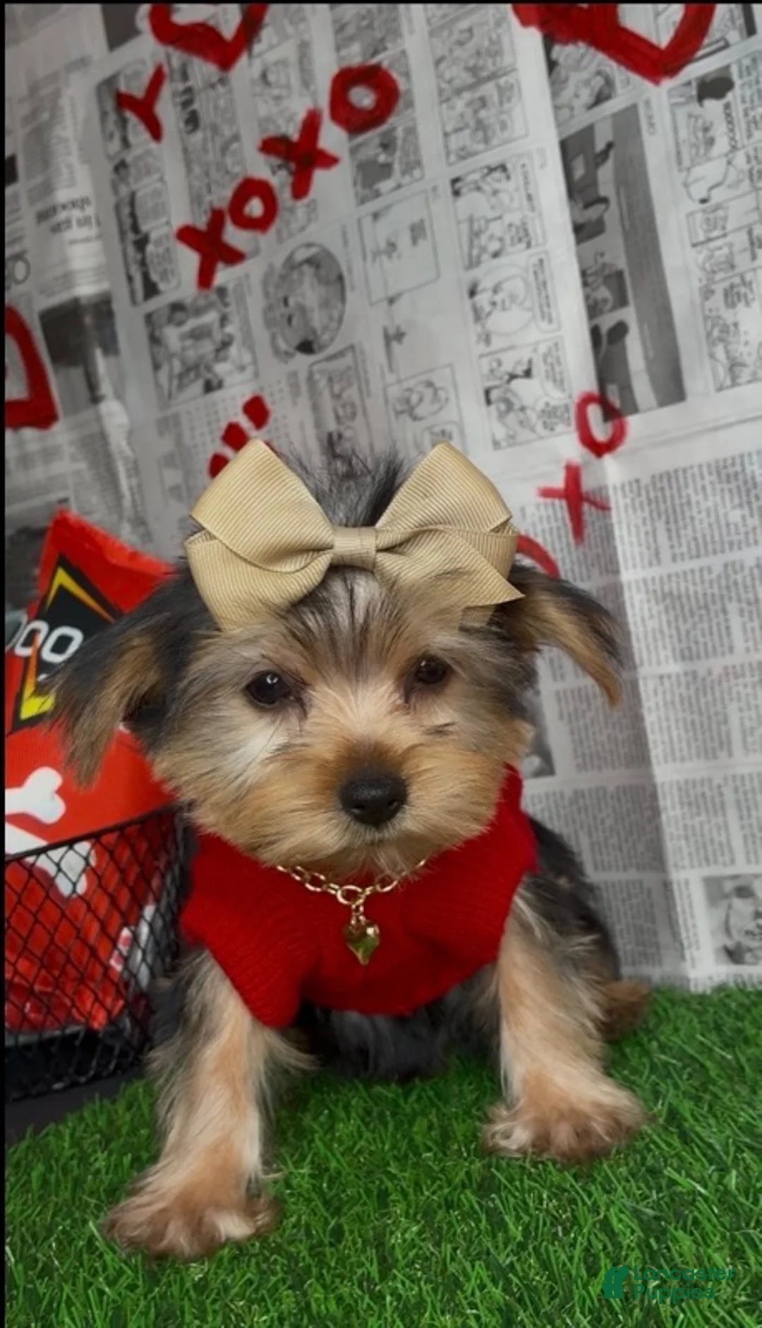 Yorkshire Terrier dogs for sale: Dream - Ad 6