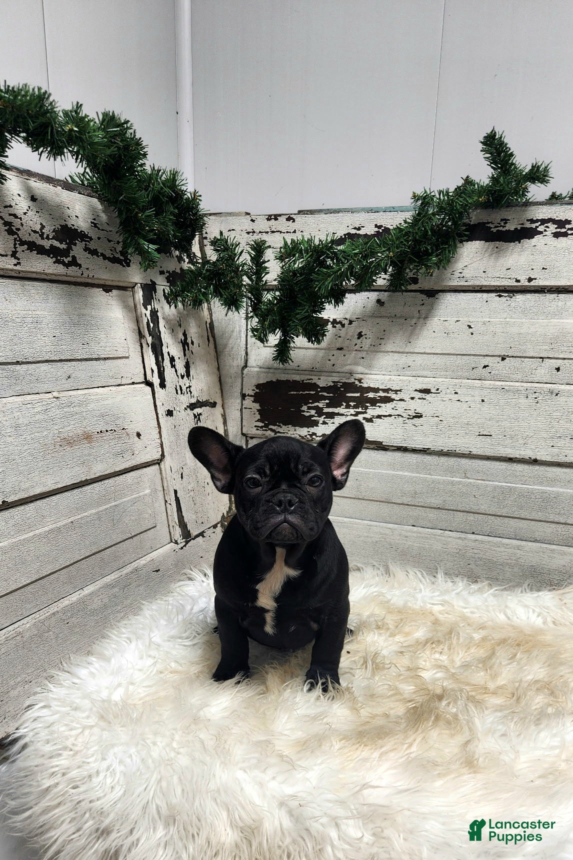 French Bulldog dogs Casper - Ad 8