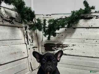 French Bulldog dogs Casper - Ad 8