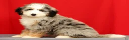 Mini Bernedoodle dogs for sale: River - Ad 3