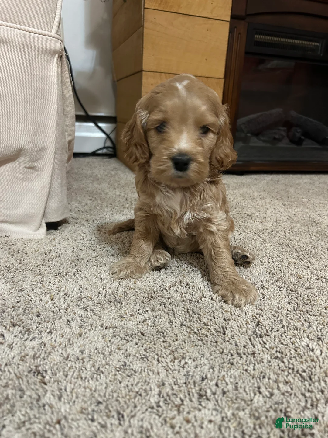 Cockapoo dogs for sale: Bonnie - Ad 4