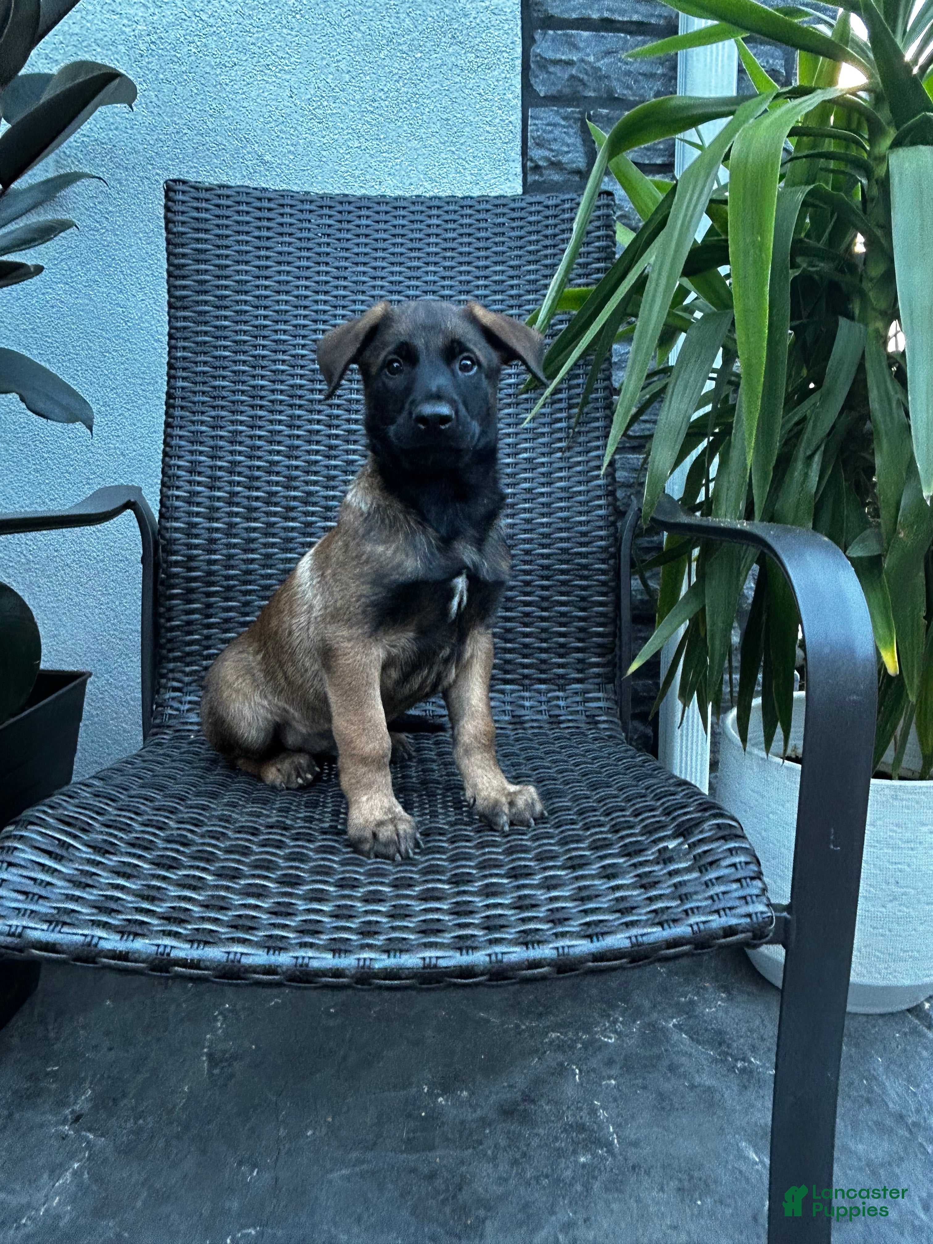 Belgian Malinois dogs Colt - Ad 1