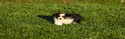 Miniature Australian Shepherd dogs for sale: Lasandra Miniature Australian Shepherd Puppy  - Ad 4