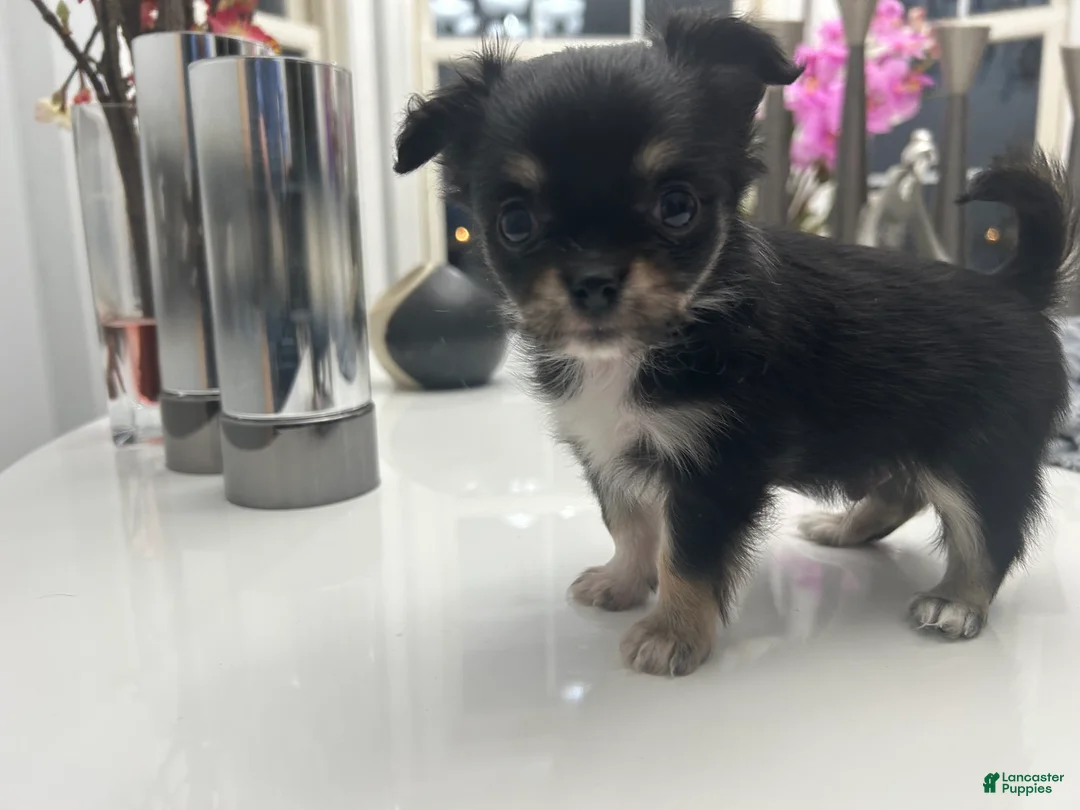Chihuahua dogs for sale: tabi - Ad 1