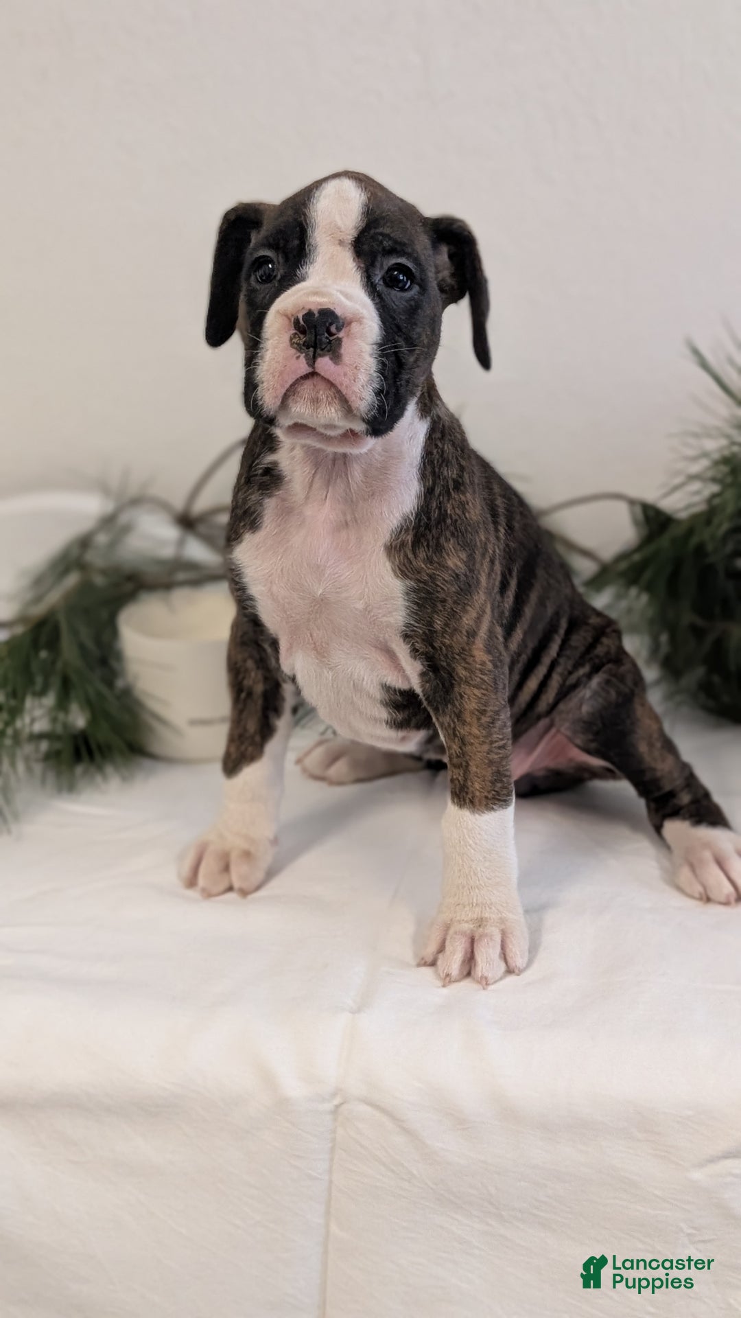 Boxer dogs for sale: Fifi - Ad 10