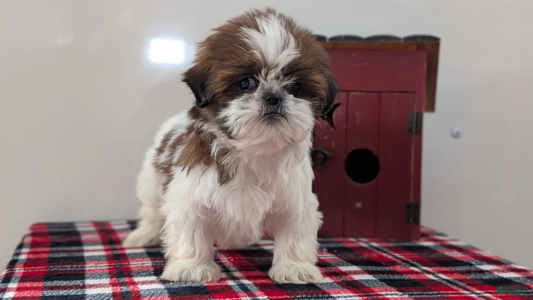 Shih Tzu dogs for sale: Cara - Ad 4