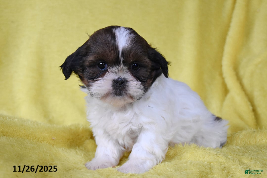 Shih Tzu dogs for sale: Bethany - Ad 3