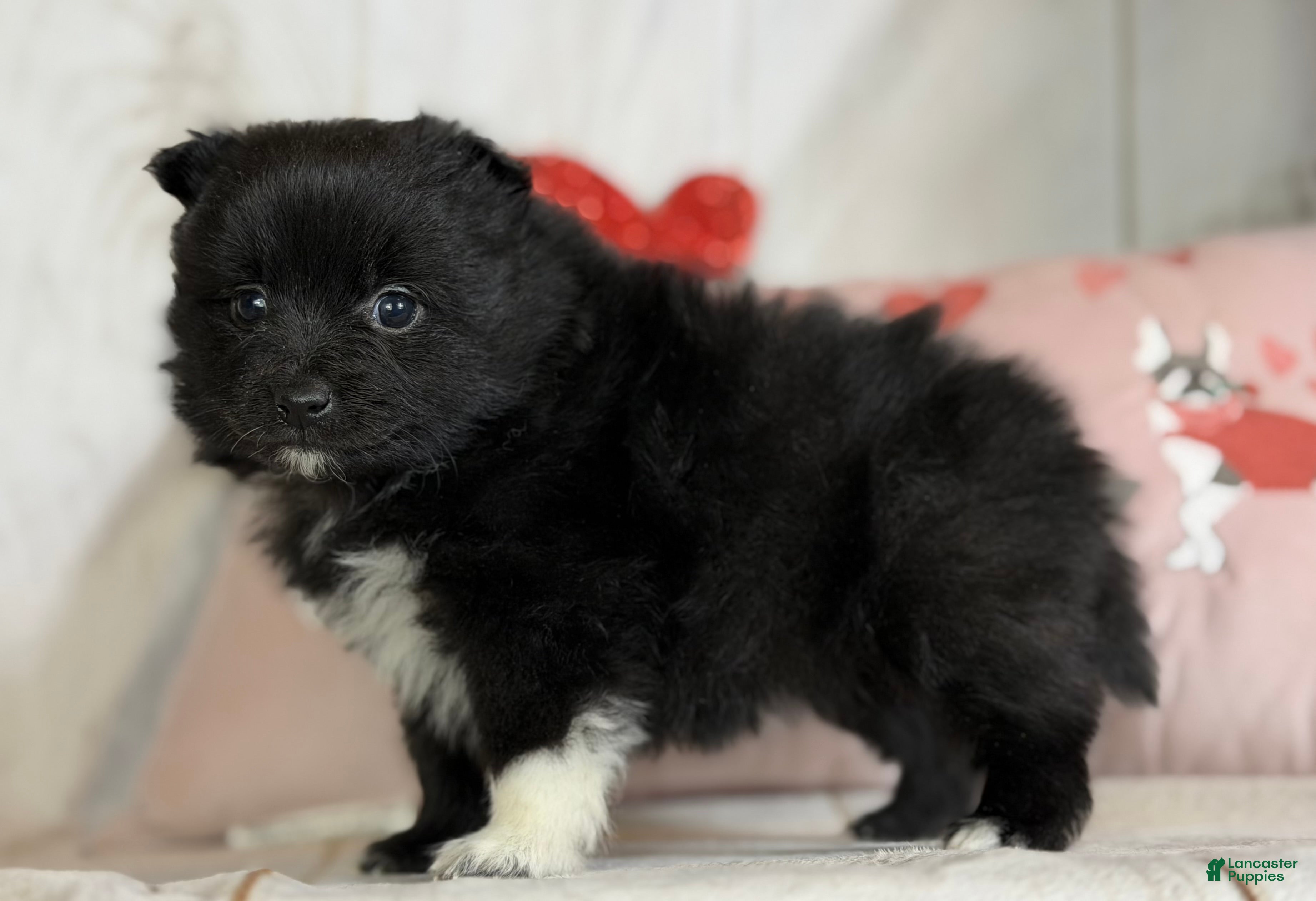 Pomeranian dogs Bella - Ad 2