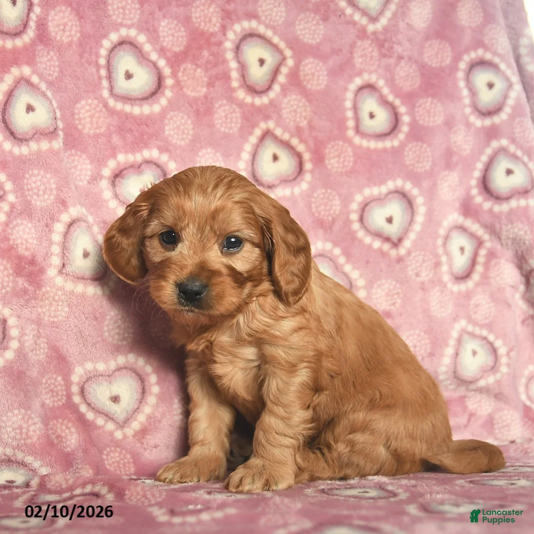Cavapoo dogs for sale: Romeo  - Ad 3