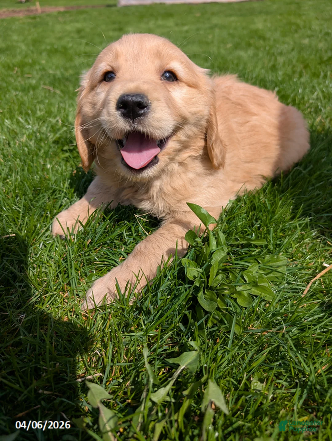 Mixed Breed dogs for sale: Anna - Ad 2