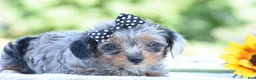 Yorkiepoo dogs for sale: Arik - Ad 3