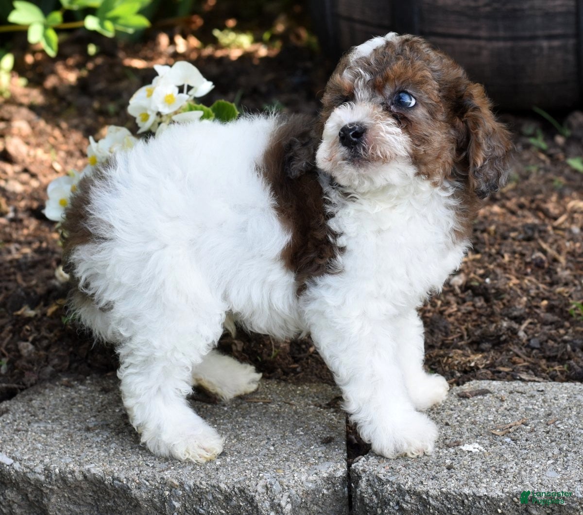 Miniature Poodle dogs for sale: Archie - Ad 6