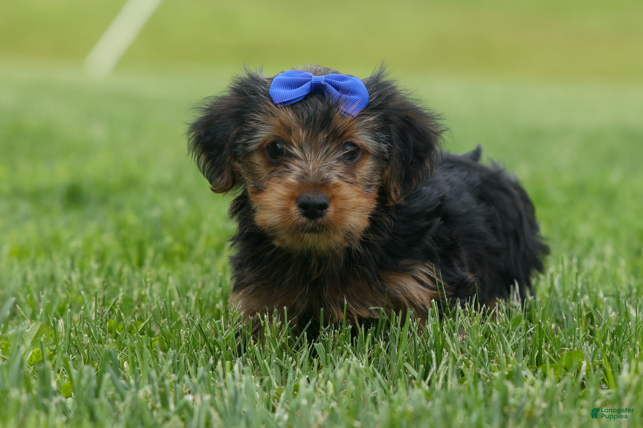 Yorkshire Terrier dogs  Bruno 🐶 - Ad 1