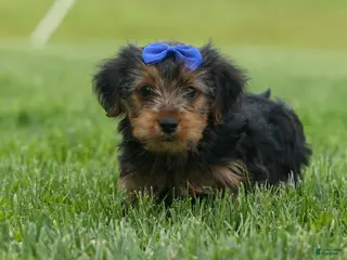 Yorkshire Terrier dogs for sale: Bruno 🐶 - Ad 1