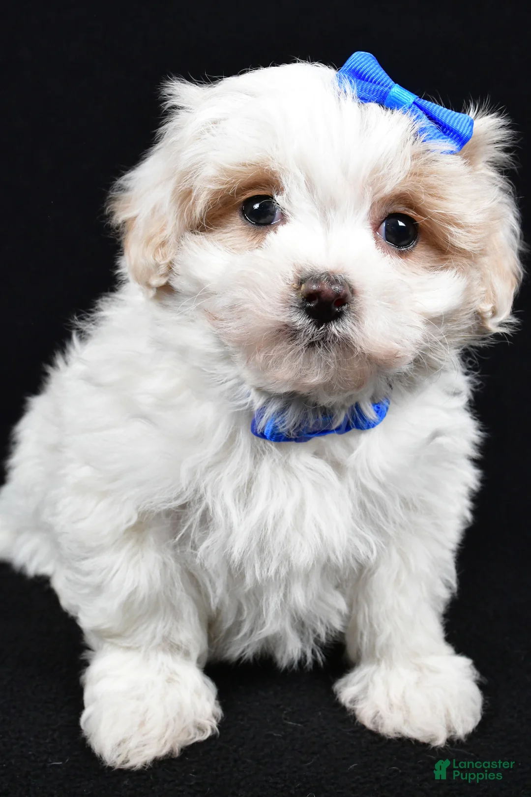 Maltipoo dogs for sale: Joey - Ad 7