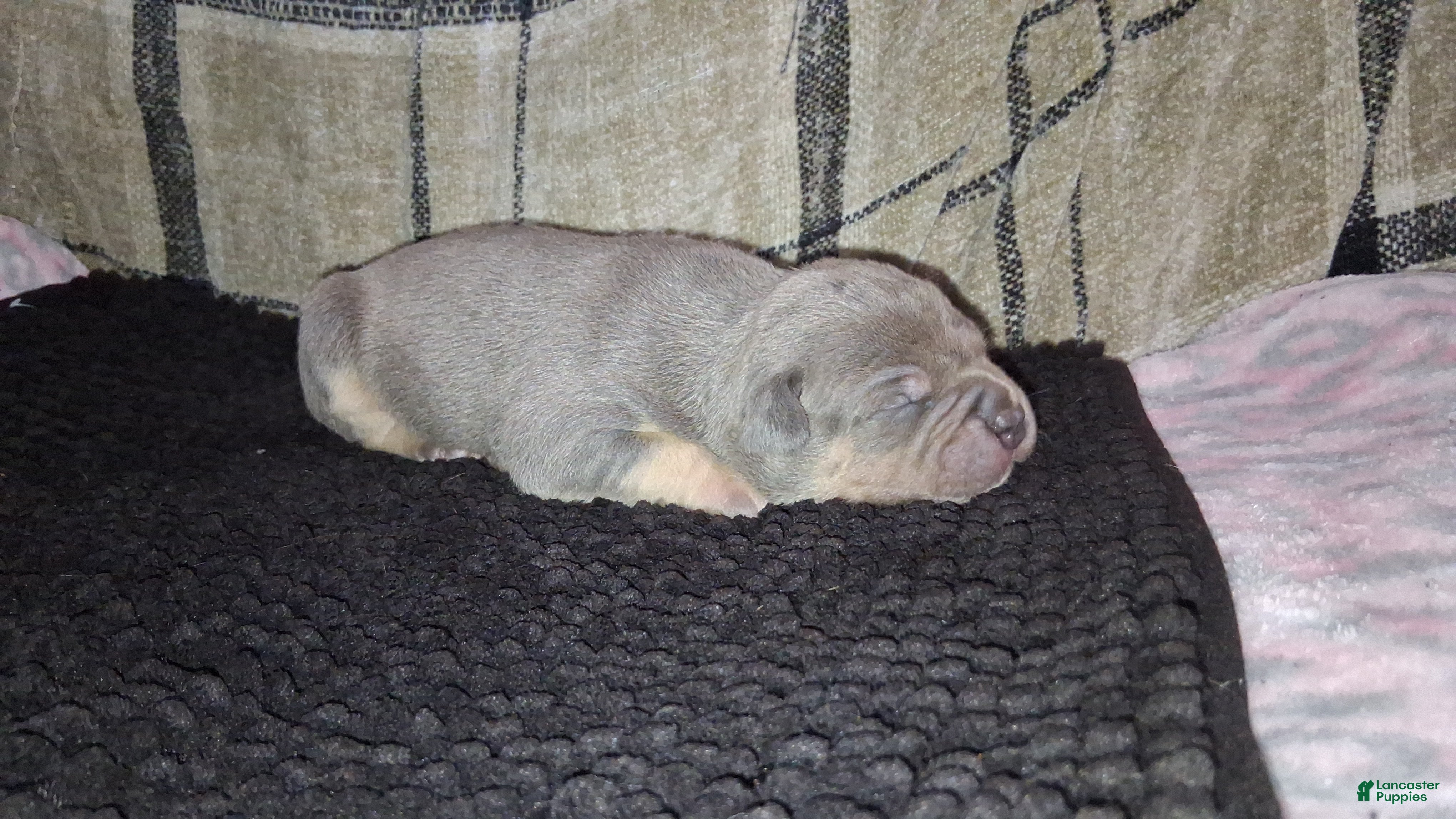 American Bully dogs American Bully Puppy 5 - Ad 2