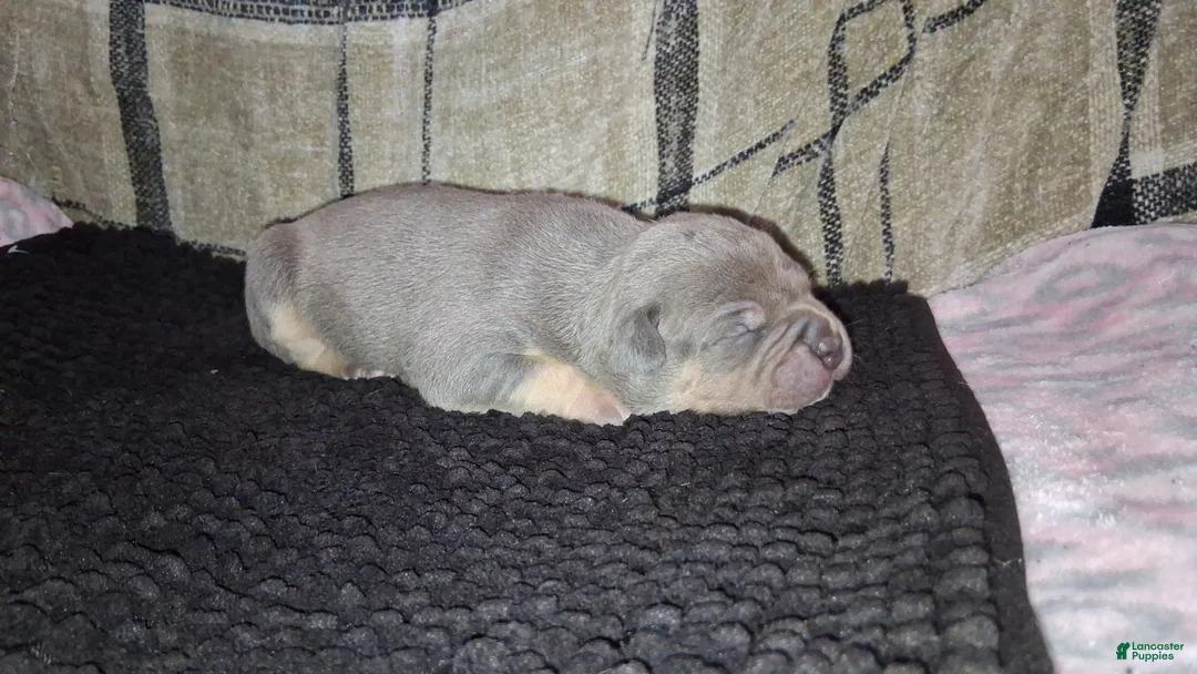 American Bully dogs for sale: American Bully Puppy 5 - Ad 2