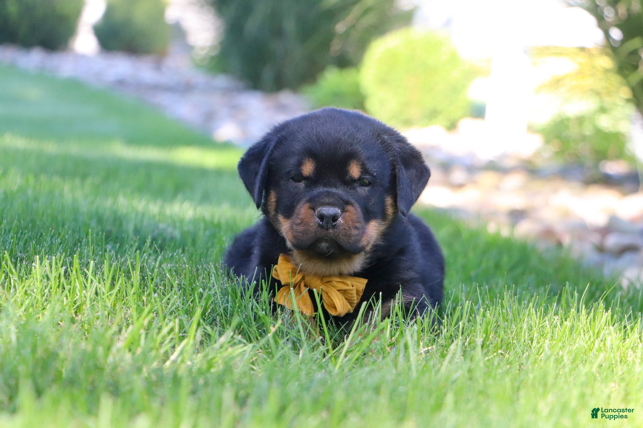 Rottweiler dogs Ryder - Ad 2